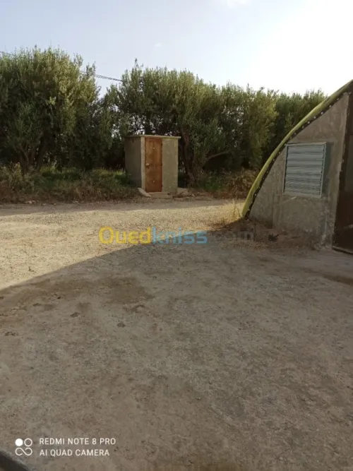 Vente Terrain Agricole Mascara Sidi kada
