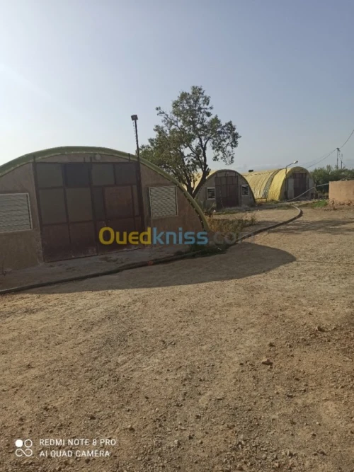 Vente Terrain Agricole Mascara Sidi kada