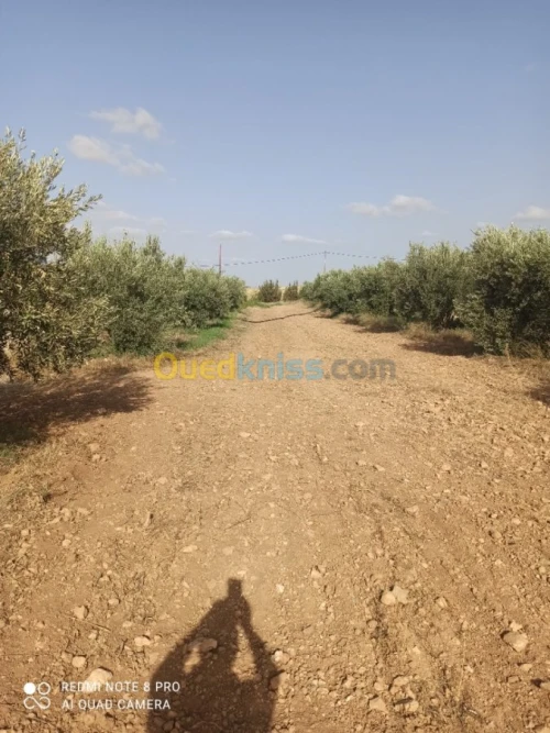 Vente Terrain Agricole Mascara Sidi kada