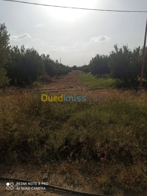 Vente Terrain Agricole Mascara Sidi kada