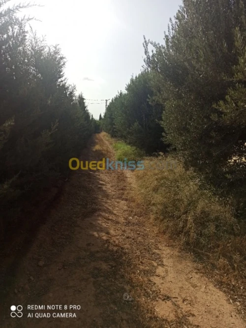 Vente Terrain Agricole Mascara Sidi kada