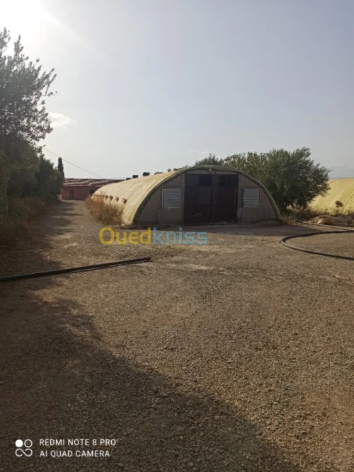 Vente Terrain Agricole Mascara Sidi kada