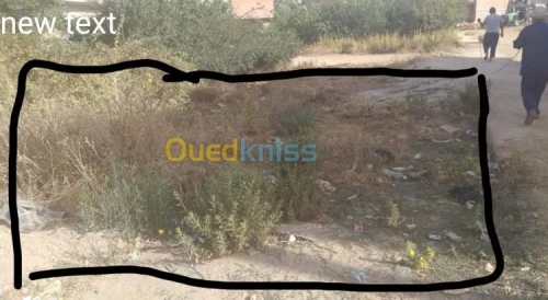 Vente Terrain Souk Ahras Ouled driss