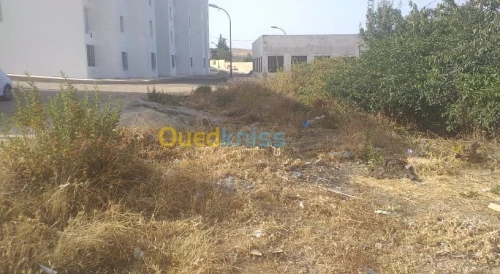 Vente Terrain Souk Ahras Ouled driss
