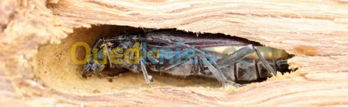 fumigation 