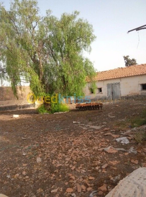 Vente Hangar Sidi bel abbes Sidi lahcene