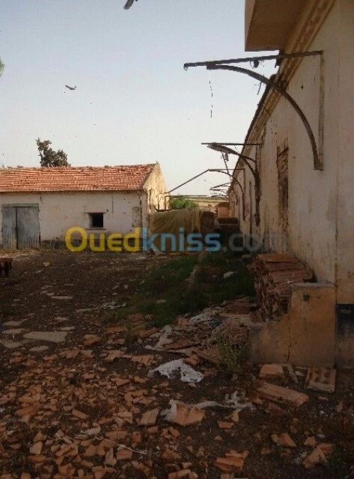 Vente Hangar Sidi bel abbes Sidi lahcene