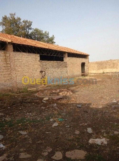 Vente Hangar Sidi bel abbes Sidi lahcene