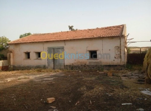 Vente Hangar Sidi bel abbes Sidi lahcene