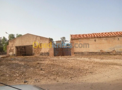 Vente Hangar Sidi bel abbes Sidi lahcene