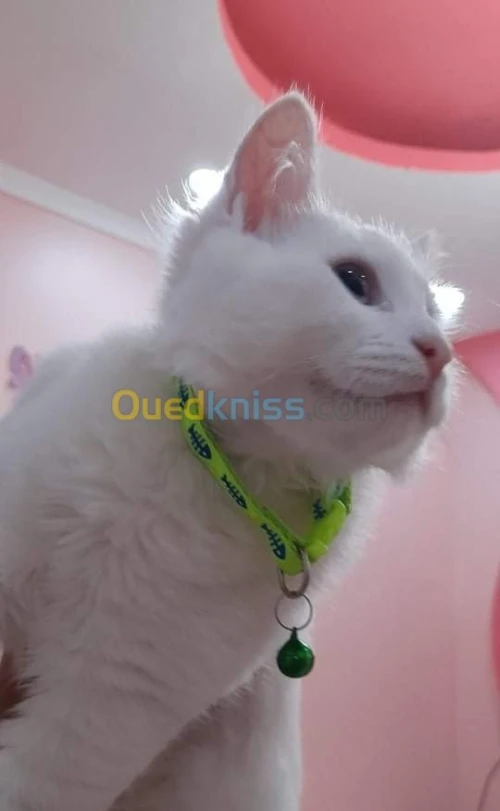Angora × parsan