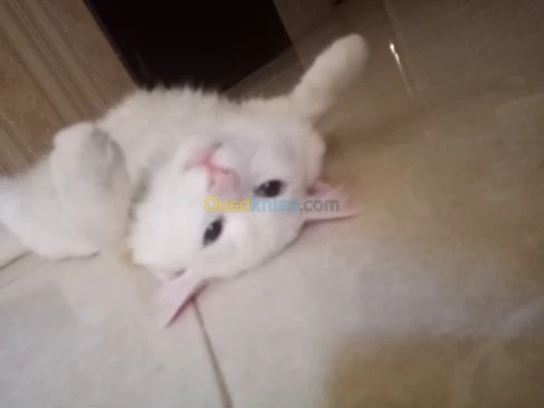 Angora × parsan