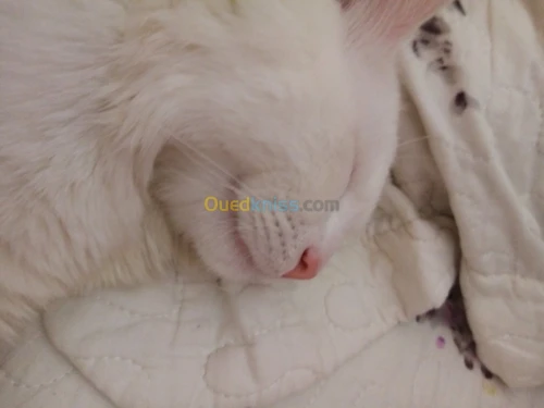 Angora × parsan