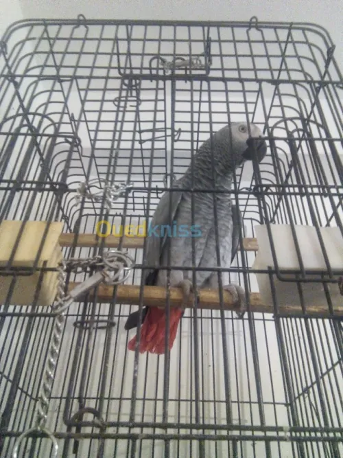 perroquet gabonais4 ans