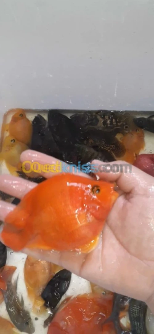 Poisson Oscar cichlide américain 