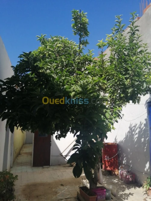 Vente Appartement F4 Tébessa Cheria