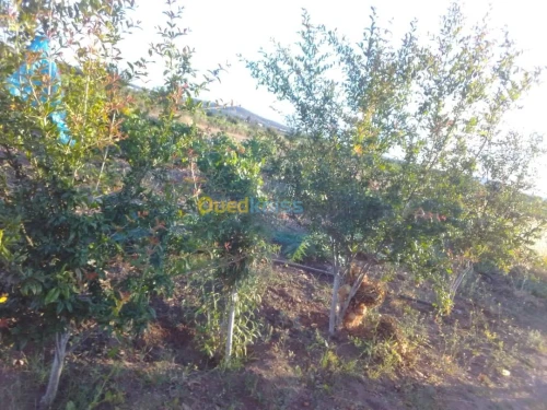 Vente Appartement F5 Tlemcen Djebala