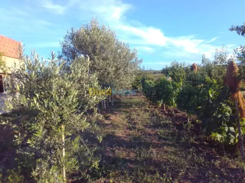 Vente Appartement F5 Tlemcen Djebala