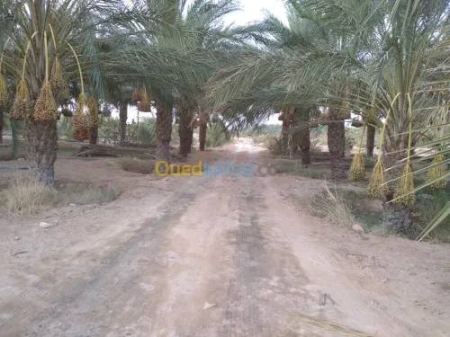 Vente Terrain Agricole Biskra Lioua