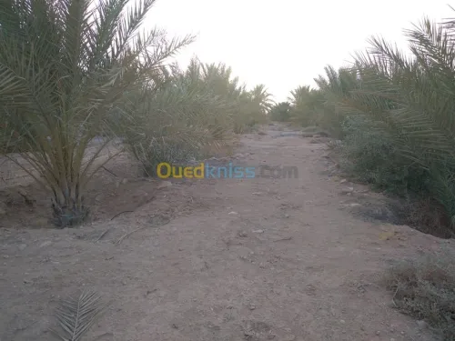 Vente Terrain Agricole Biskra Lioua