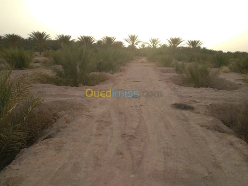 Vente Terrain Agricole Biskra Lioua