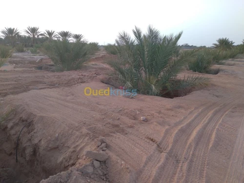 Vente Terrain Agricole Biskra Lioua
