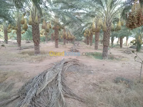 Vente Terrain Agricole Biskra Lioua