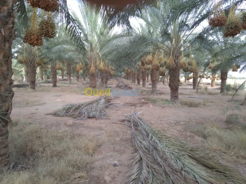 Vente Terrain Agricole Biskra Lioua