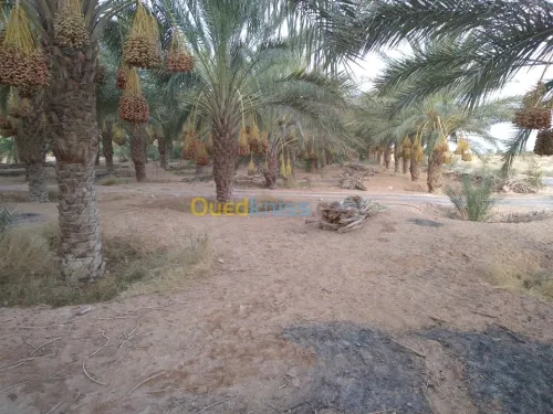 Vente Terrain Agricole Biskra Lioua