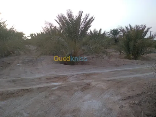 Vente Terrain Agricole Biskra Lioua