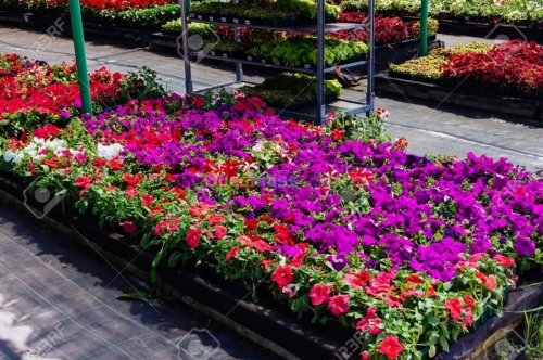 Jardinage et vente des plantes