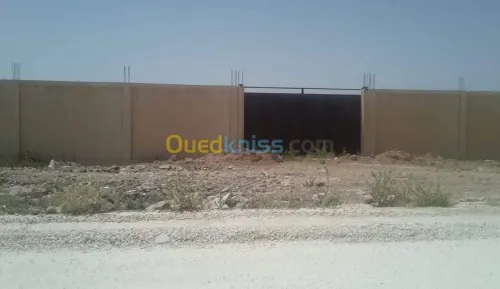 Vente Terrain Djelfa Djelfa