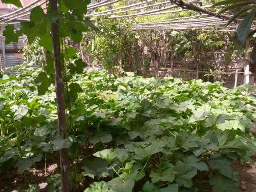 Vente Immeuble Constantine Hamma bouziane