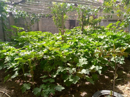 Vente Immeuble Constantine Hamma bouziane