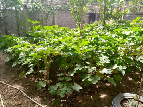 Vente Immeuble Constantine Hamma bouziane