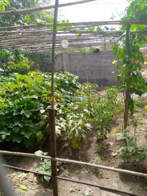 Vente Immeuble Constantine Hamma bouziane