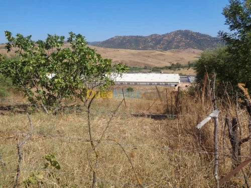 Vente Terrain Tizi ouzou Ouadhia
