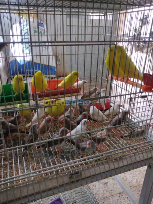 PERRUCHES et Mandarin 