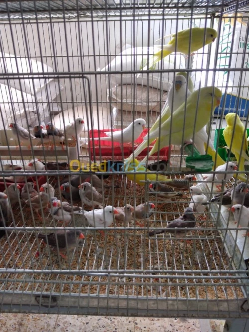 PERRUCHES et Mandarin 