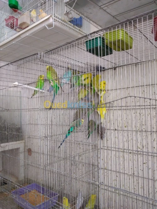 PERRUCHES et Mandarin 