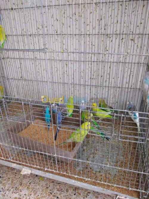 PERRUCHES et Mandarin 