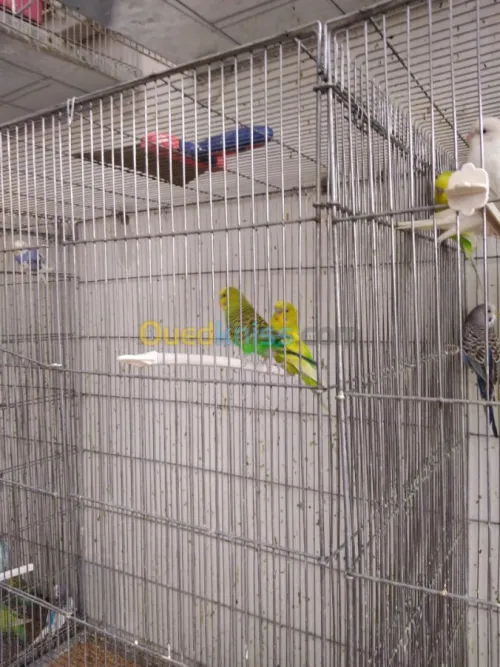 PERRUCHES et Mandarin 