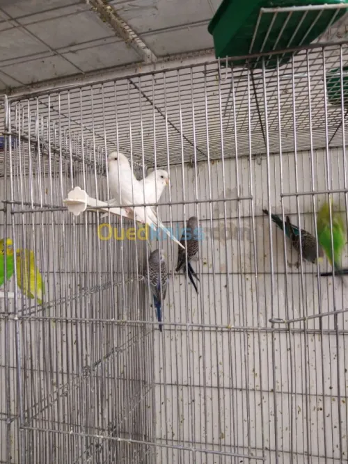 PERRUCHES et Mandarin 