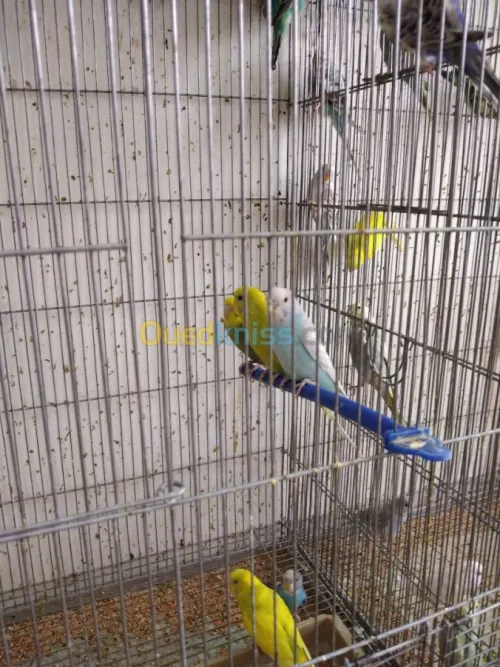 PERRUCHES et Mandarin 