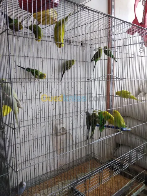 PERRUCHES et Mandarin 