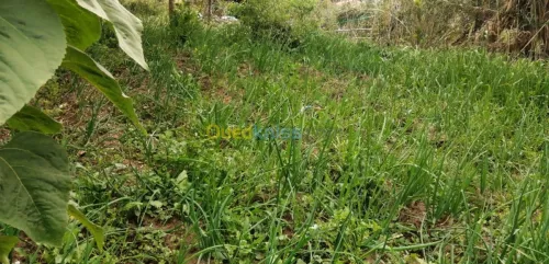 Vente Terrain Aïn Defla Miliana