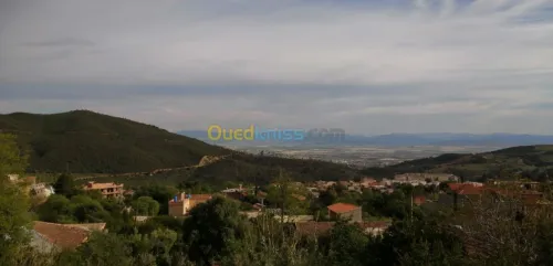 Vente Terrain Aïn Defla Miliana
