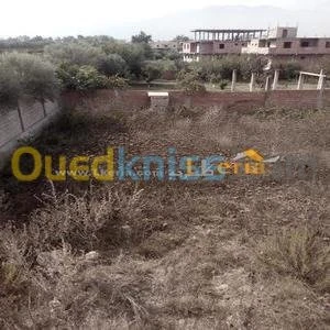 Vente Terrain Boumerdes Hammedi