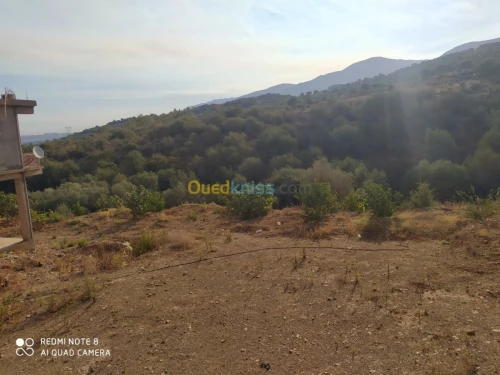 Vente Terrain Blida Mouzaia