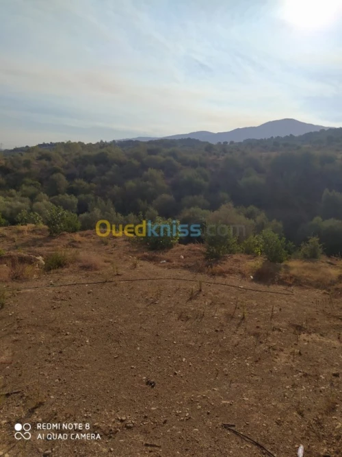 Vente Terrain Blida Mouzaia